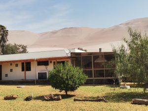 Arriendo hermosa casa y terreno en km 17 Valle de Lluta, Arica